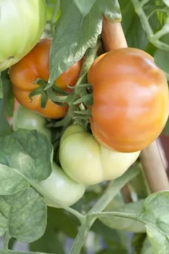 Solanum lycopersicum (Tomaat)