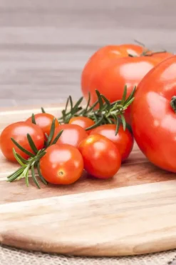 Solanum lycopersicum (Tomaat)