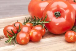 Solanum lycopersicum (Tomaat)