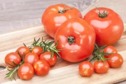 Solanum lycopersicum (Tomaat)