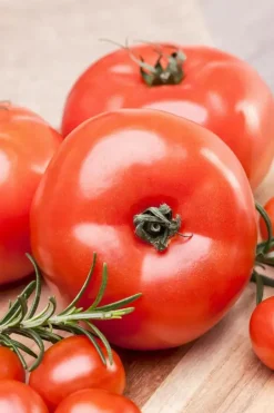 Solanum lycopersicum (Tomaat)