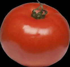 Solanum lycopersicum (Tomaat)