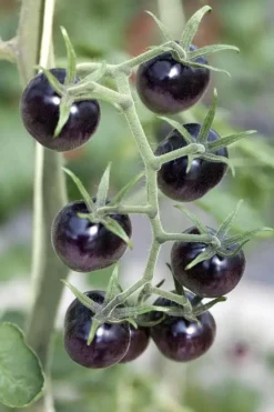 Solanum lycopersicum (Tomaat)