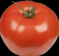 Solanum lycopersicum (Tomaat)
