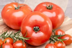 Solanum lycopersicum (Tomaat)