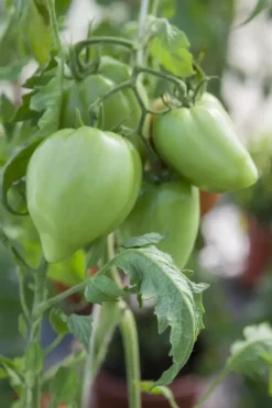 Solanum lycopersicum (Tomaat)