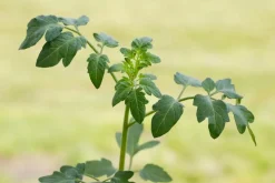 Solanum lycopersicum (Tomaat)