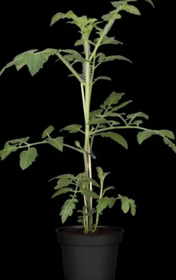 Solanum lycopersicum (Tomaat)