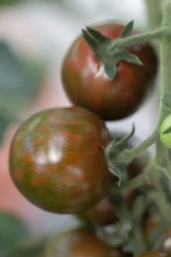 Solanum lycopersicum (Tomaat)
