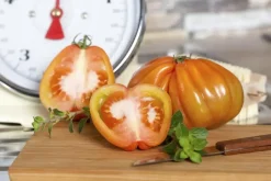 Solanum lycopersicum (Tomaat)