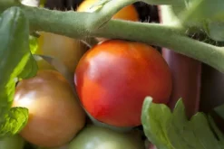 Solanum lycopersicum (Tomaat)