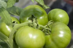 Solanum lycopersicum (Tomaat)