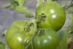 Solanum lycopersicum (Tomaat)