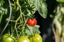Solanum lycopersicum (Tomaat)