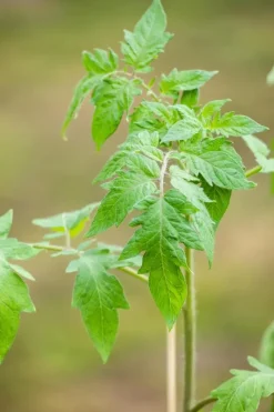 Solanum lycopersicum (Tomaat)