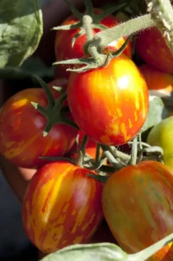 Solanum lycopersicum (Tomaat)