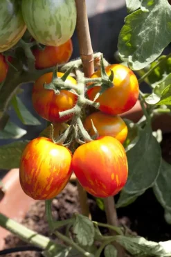 Solanum lycopersicum (Tomaat)