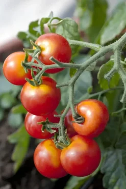 Solanum lycopersicum (Tomaat)