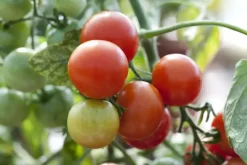 Solanum lycopersicum (Tomaat)