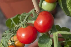 Solanum lycopersicum (Tomaat)