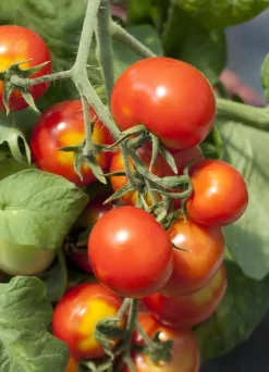 Solanum lycopersicum (Tomaat)