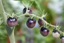 Solanum lycopersicum (Tomaat)