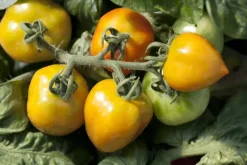 Solanum lycopersicum (Tomaat)