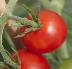 Solanum lycopersicum (Tomaat)