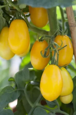 Solanum lycopersicum (Tomaat)