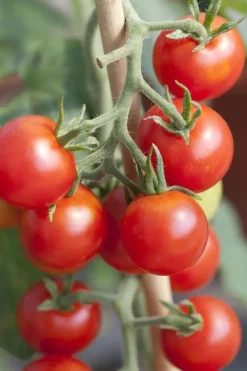 Solanum lycopersicum (Tomaat)