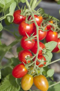 Solanum lycopersicum (Tomaat)