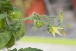 Solanum lycopersicum (Tomaat)