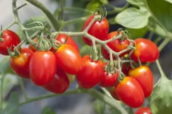 Solanum lycopersicum (Tomaat)