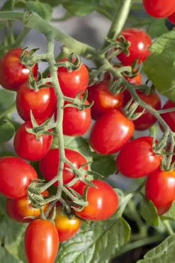 Solanum lycopersicum (Tomaat)
