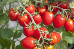 Solanum lycopersicum (Tomaat)