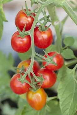 Solanum lycopersicum (Tomaat)