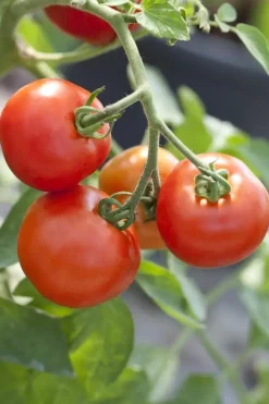 Solanum lycopersicum (Tomaat)
