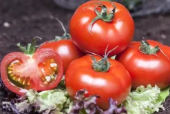 Solanum lycopersicum (Tomaat)