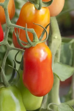 Solanum lycopersicum (Tomaat)