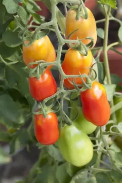 Solanum lycopersicum (Tomaat)
