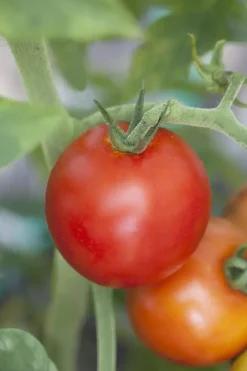 Solanum lycopersicum (Tomaat)