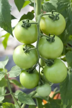 Solanum lycopersicum (Tomaat)