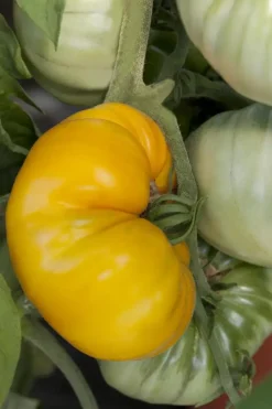 Solanum lycopersicum (Tomaat)
