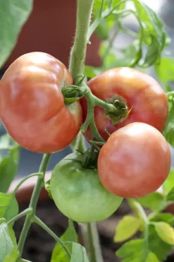 Solanum lycopersicum (Tomaat)