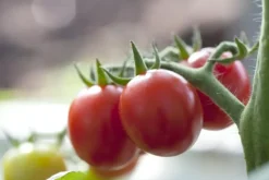 Solanum lycopersicum (Tomaat)