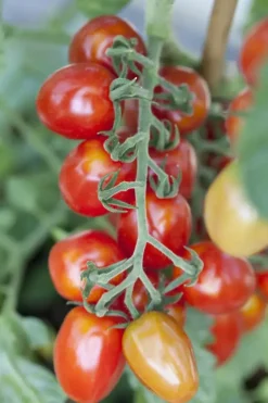 Solanum lycopersicum (Tomaat)