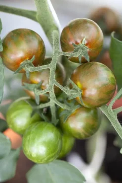 Solanum lycopersicum (Tomaat)