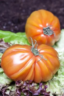 Solanum lycopersicum (Tomaat)