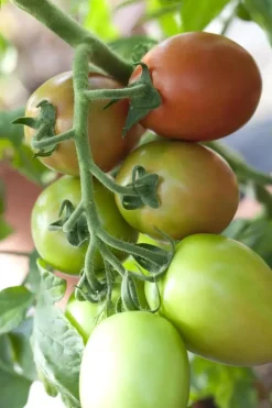 Solanum lycopersicum (Tomaat)