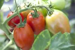 Solanum lycopersicum (Tomaat)